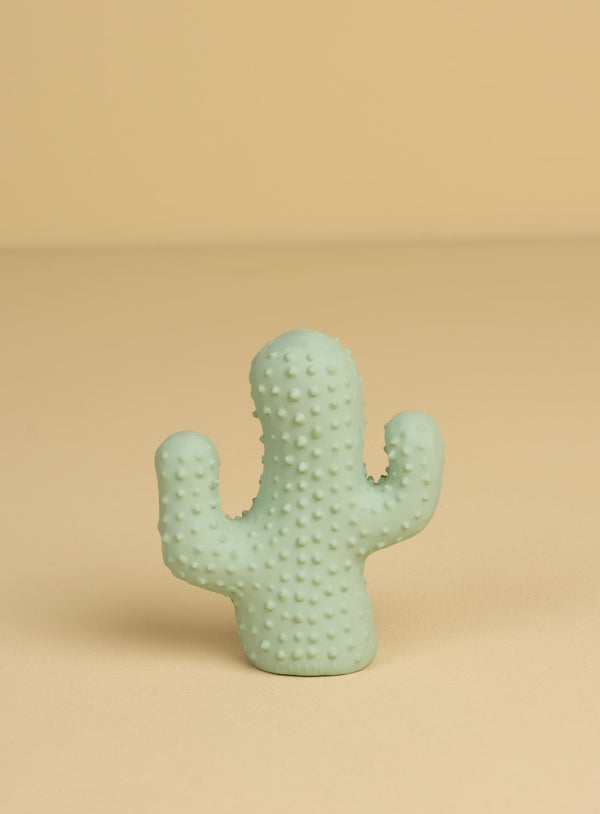 CACTUS CHILLÓN