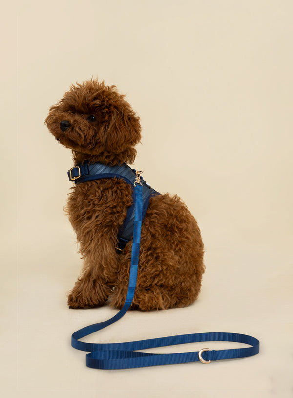 Corso Habsburgo Petit Tizu Azul