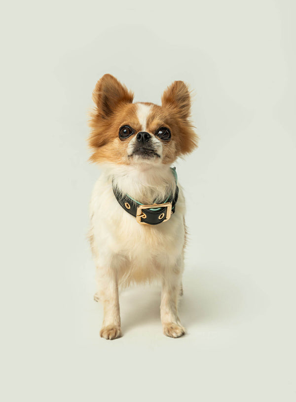 Collier Tizu Arsa Xs-S