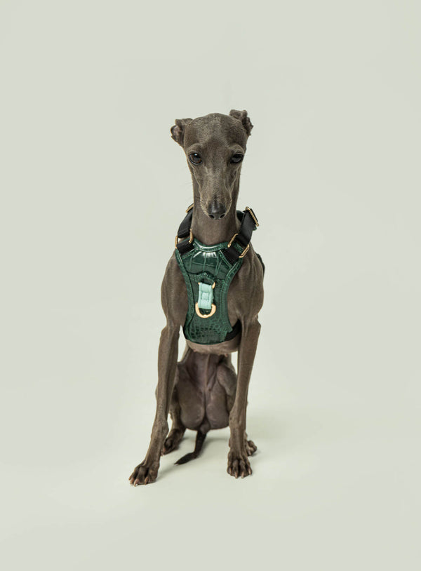 Corso Tizu Rilievo XS-S