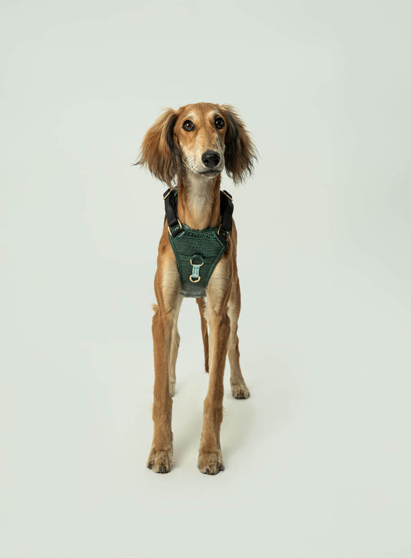 Corso Tizu Rilievo M-L